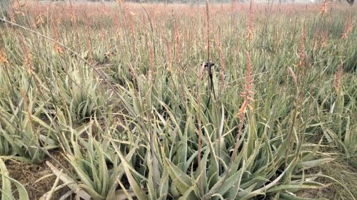 Aloevera
