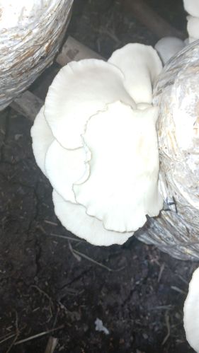  fresh oyster mushroom, Packaging Size : 1kg Creamy