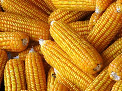 Common yellow corn