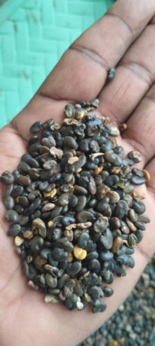 Sunn hemp seeds, Packaging Type : Black