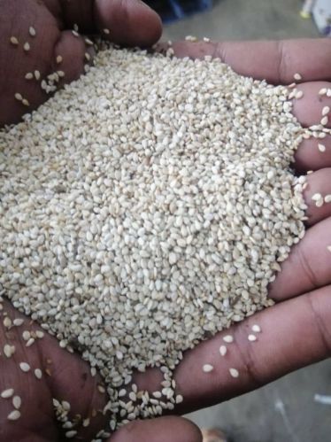 Sesame seeds, Packaging Size : 50kg, Packaging Type : White for Oil