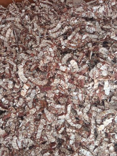 Raw Common tamarind, Packaging Type : Dark Brown, Form : Granules