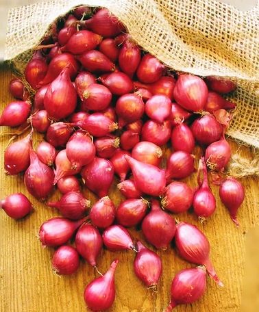 Fresh Sambar Onion, Color : Red, Packaging Type : Net Bags, Storage Tips : Cold Storage