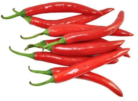 Fresh Red Chilli, Packaging Type : Gunny Bags For Cooking