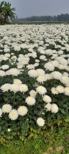 Chrysanthemums Flower, Packaging Type : White, Green
