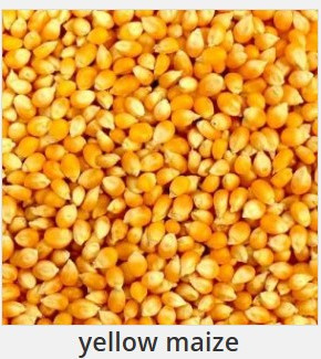 Farmer Yellow Maize Seeds, Shape : Round, Oval, Plastic Type : Gunny Bags For Cattle Feed, Bio-fuel Application