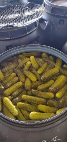 Pickled Gherkins, Brand Name : Prudenza agro
