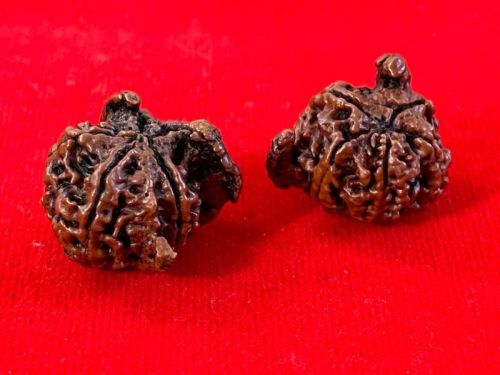 Nandi Rudraksha, Color : Brown, Dark Brown, Black, Grey, Red, Gender : Female, Male