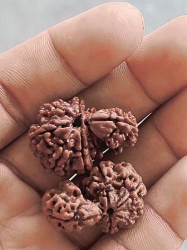 Sawar Rudraksha Multisize, Gender : Female, Male For Religious