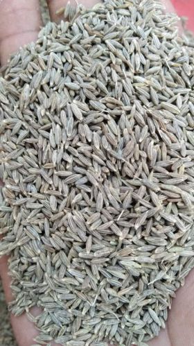 Cumin Seeds, Certification : Import Certifications