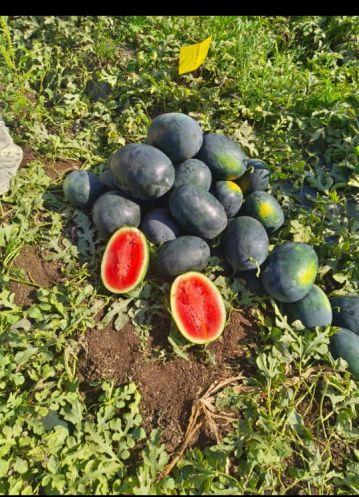 Natural Watermelon, Packaging Type : Plastic Packet, Jute Bag