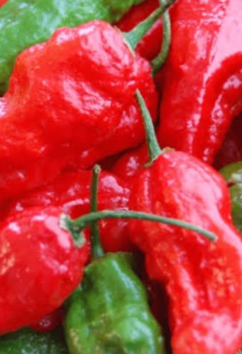 Raw Bhut Jolokia Chilli, For Agriculture, Packaging Type : PP Bag