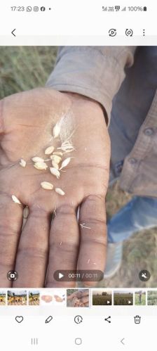 Common Wheat Grain, For Making Bread, Cooking, Cookies, Bakery Products, All Purpose, Capacity : 1000 Ton