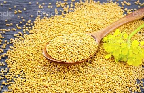 Bold Yellow Mustard Seeds, Form : Solid, Packaging Type : Plastic Packet For Spices, Cooking Flaouvring