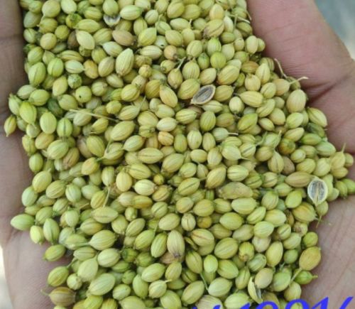 Raw Natural Parrot Coriander Seeds, Color : Green, Grade Standard : Food Grade