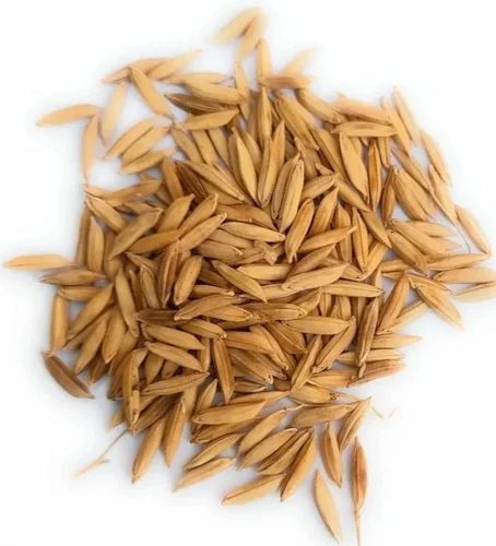 Natural IR37 Paddy Rice, Variety : Long Grain