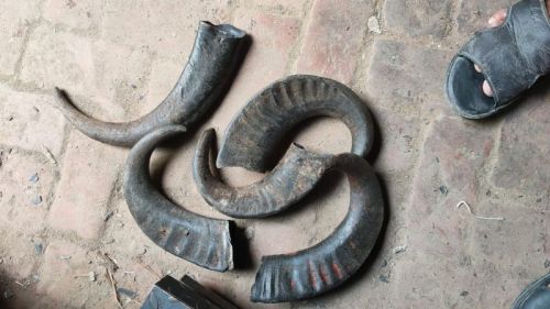 Buffalo Horn above 5 inches, Packaging Type : Plastic bags