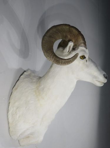 Taxidermy Deer Head Statue, Feature : Skin Friendly