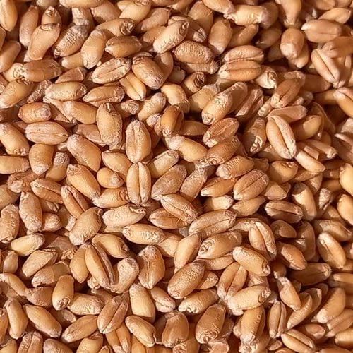 Organic Brown Wheat Seeds, Style : Dried