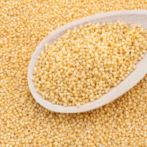 Light Yellow Organic Little Millet, For Cooking, Variety : Hybrid