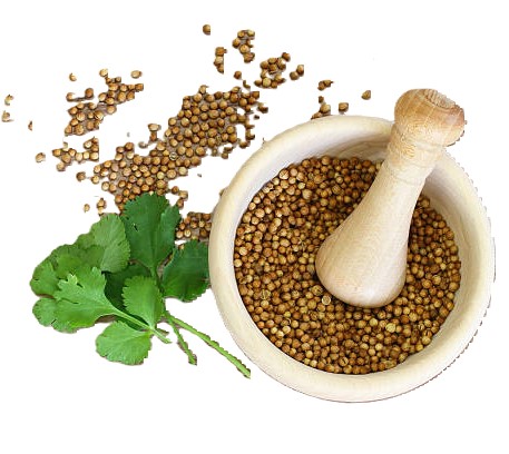 Shalley Natural Coriander Seeds, For Indian Spice, Certification : FSSAI Certified