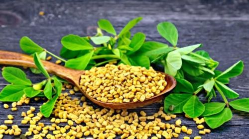 Yellow Fenugreek Seeds, For Cooking, Packaging Size : 500gm