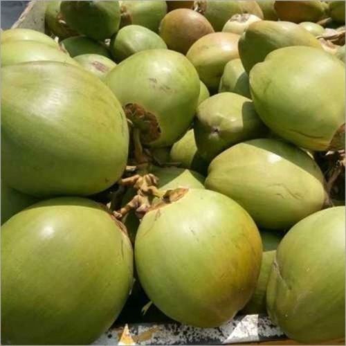 Natural Fresh Tender Coconut, For Pooja, Human Consumption, Packaging Type : Jute Bags, Paper Box