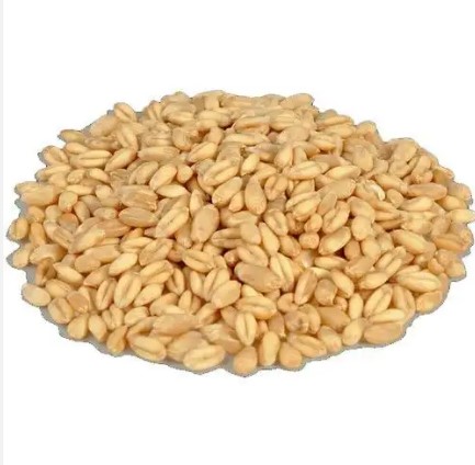 50-100kg Durum Wheat, Packaging Type : White
