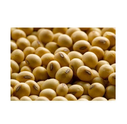 Nature Soybeans, Form : Seed, Packaging Type : Plastic Bags