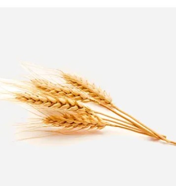 - Whole Wheat, Packaging Type : --