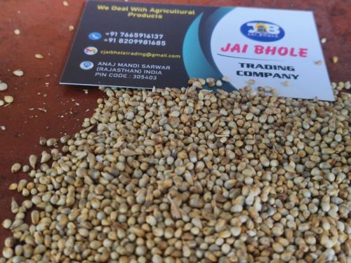 Green Millets, Feature : Natural Taste, Gluten Free