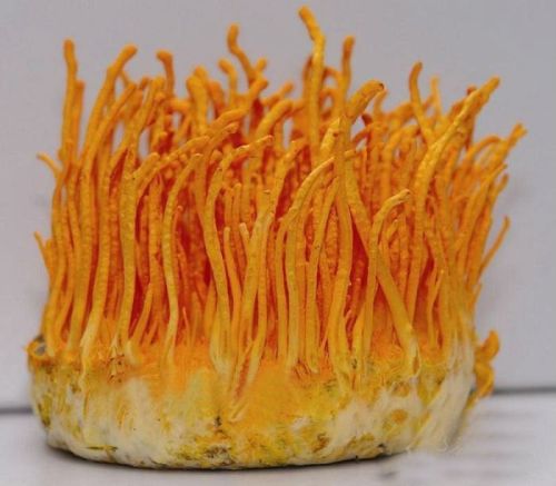 Cordyceps Militaris Mushroom, Packaging Type : Bag