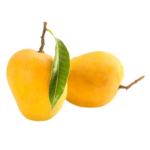 Organic Fresh Alphonso Mango, Color : Yellow