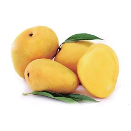 Yellow Organic Fresh Badami Mango, For Food Processing, Direct Consumption