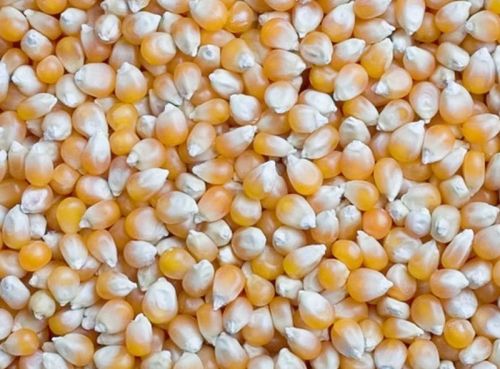 Natural Indian Yellow Maize, For Human Food, Cattle Feed, Packaging Type : Bags