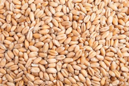 Brown Natural PBW 323 Wheat Seeds, For Making Bread, Cooking, Bakery Products, Packaging Type : Bag