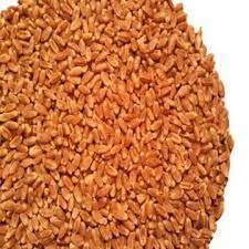 Red Hard Winter Wheat Seeds, For Making Bread, Cooking, Bakery Products, Packaging Type : Bag