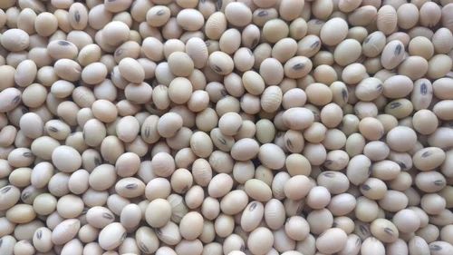 Natural White Soybean Seeds, For Human Consumption, Packaging Type : Bag