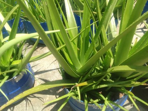 Aloe Vera Plant