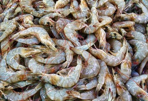 Frozen Shrimp, Packaging Type : Poly Bag Cartons