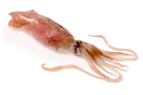 Frozen Squids, Packaging Type : Poly Bag Cartons