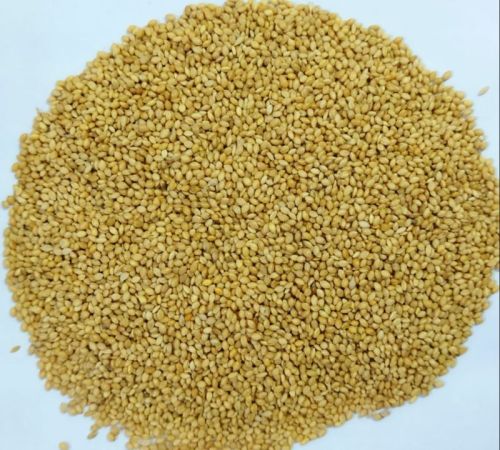 Foxtail Millet, For Cooking, Feature : Non Harmful