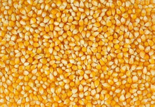 Yellow Maize, For Human Food, Cattle Feed