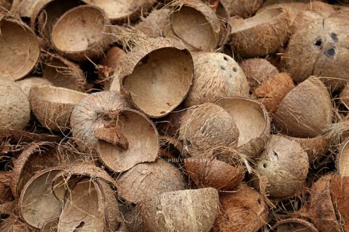 Brown Raw Coconut Shell, For Handicraft, Industrial, Style : Dried