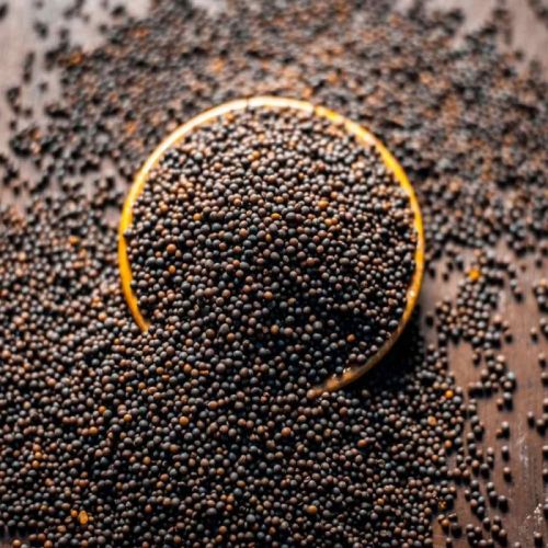 Natural Black Mustard Seeds, For Spices, Shelf Life : 6 Month