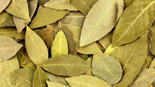 Green Bay Leafs, For Cooking, Packaging Size : 25kg