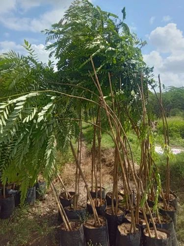 Green Natural Cassio Samia Plant