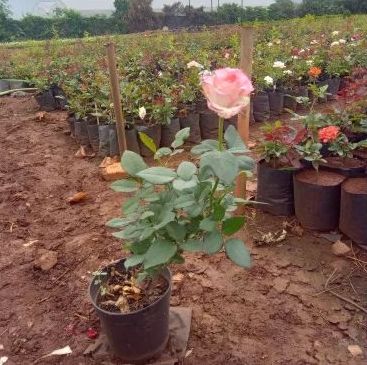 Natural Dutch Rose Plant, Style : Fresh