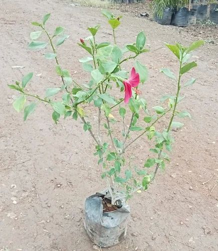 Natural Hibiscus Flowering Plant, For Gardening