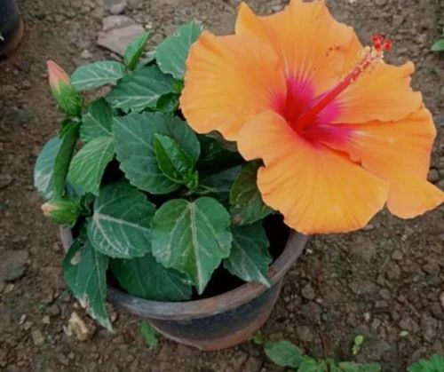 Yellow Hibiscus Flower Plants, For Gardening